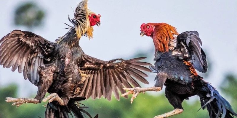 Các thể loại đá gà uy tín cho bạn trải nghiệm