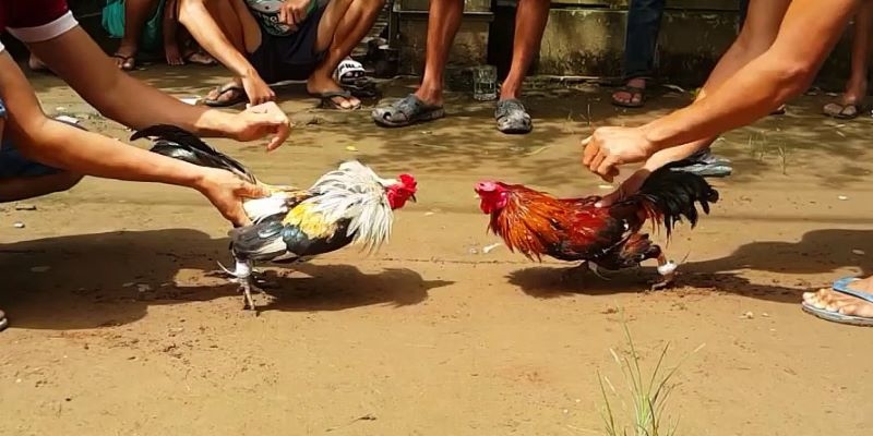 Dịch vụ đá gà là trải nghiệm vô cùng uy tín