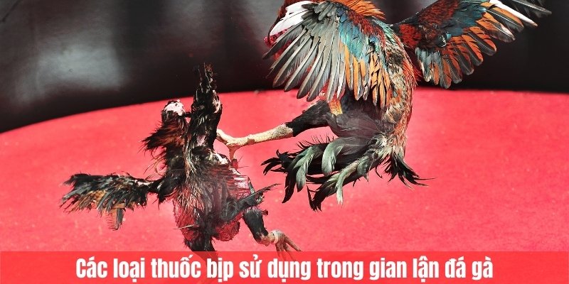 Các loại thuốc bịp sử dụng trong gian lận đá gà