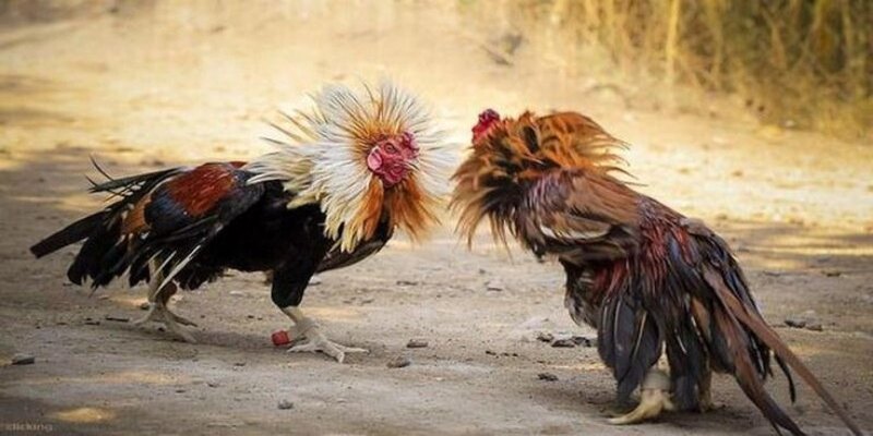 Tổng quan về đá gà campuchia