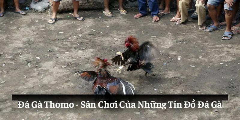 Các thể loại đá gà thomo thu hút người chơi nhất