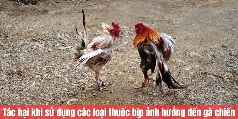 Tác hại khi sử dụng các loại thuốc bịp ảnh hưởng đến gà chiến