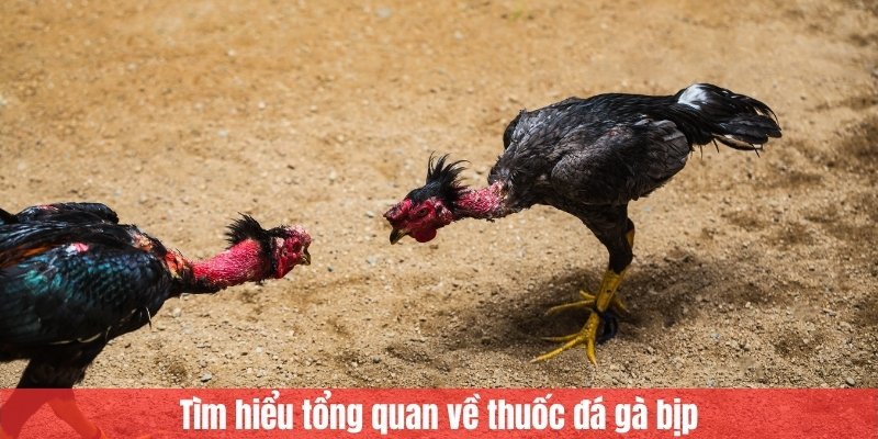 Tìm hiểu tổng quan về thuốc đá gà bịp