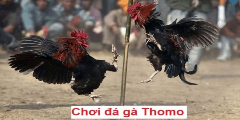 Những điều bạn cần biết về đá gà thomo